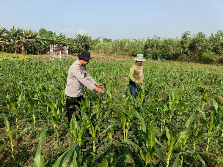 Kanit Binmas Polsek Porong Pantau Lahan Jagung di Desa Kesambi
